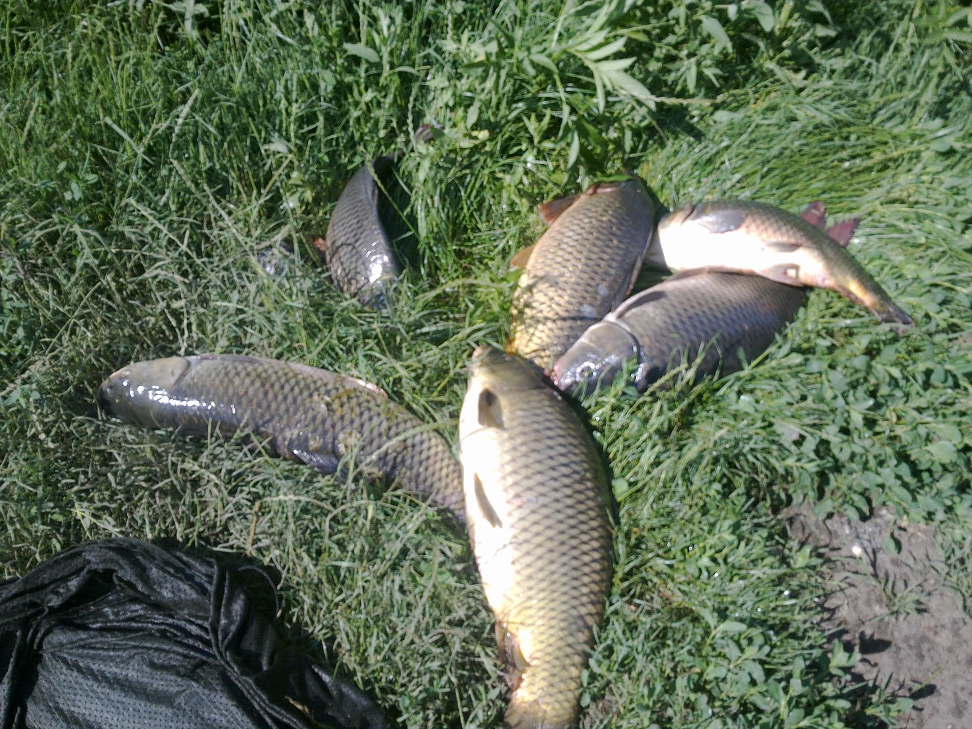 Valter Maracineanu 23 - 27 apr. - 16062013235.jpg